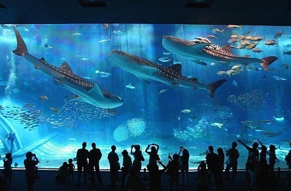 аквариум в Японии.jpg