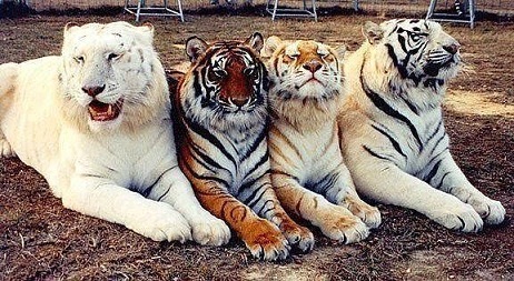 цветовые гаммы тигров.jpg