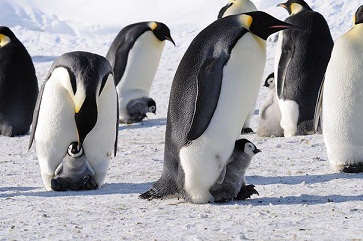 папаши императорского пингвина..jpg